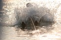 Water Ski 29-04-08 - 39